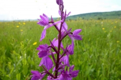 Orchis laxiflora