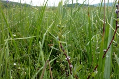 Salix rosmarnifolia