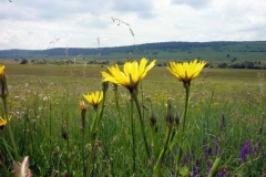 Tragopogon pratensis