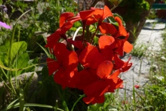 Pelargonium zonale