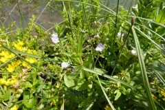 Veronica anagallis-aquatica