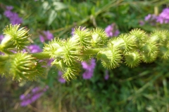 Agrimonia eupatoria