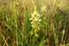 Reseda lutelola