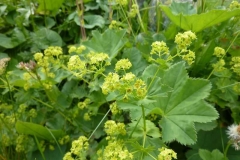 Alchemilla fissa