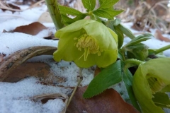 Helleborus odorus