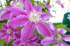 Clematis patens