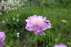 Knautia dinarica