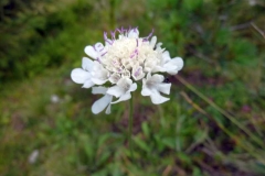 Scabiosa webbiana