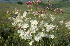 Filipendula vulgaris