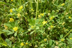 Medicago carstiensis