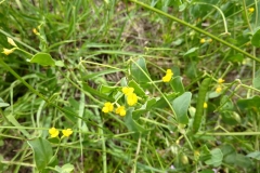 Coronilla scorpioides