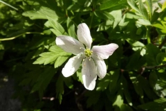 Anemone narcissiflora