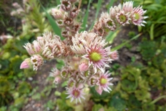 Sempervivum tectorum