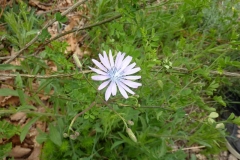 Lactuca perennis