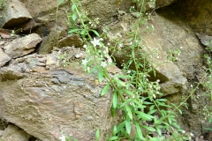 Sedum cepaea