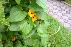 Thunbergia alata