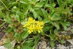 Sedum ellacombianum