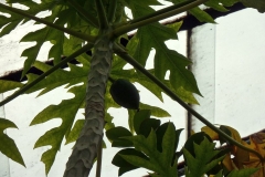 Carica papaya