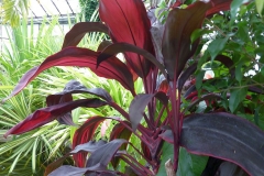 Cordyline fruticosa