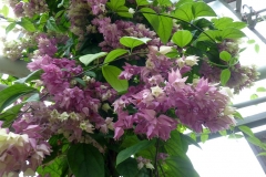 Clerodendrum thomsoniae