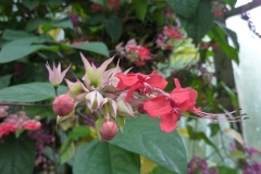 Clerodendrum thomsoniae