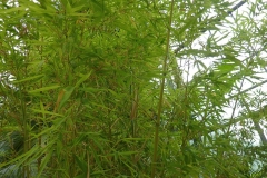 Phyllostachys aurea