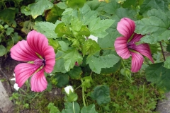 Malope trifida