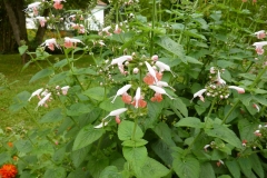 Salvia coccinea