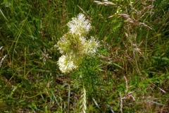 Thalictrum lucidum