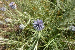 Echinops microcephalus