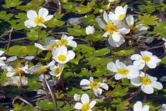 Ranunculus aquatilis