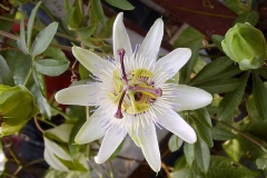 Passiflora edulis