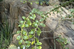Pereskia grandiflora
