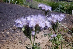 Phacelia tanacetifolia