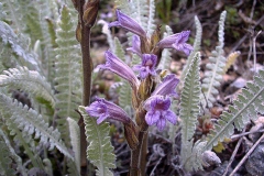 Phelipanche purpurea