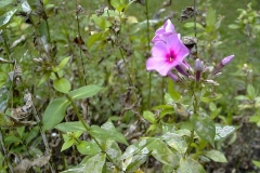 Phlox paniculata