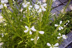 Physostegia virginiana