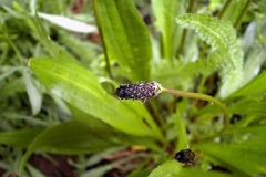 Plantago lanceolata