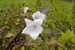 Platycodon grandiflorum