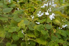 Plectranthus australis