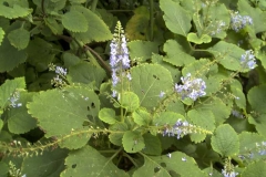 Plectranthus fruticosus