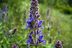 Salvia pratensis