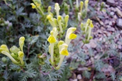 Scutellaria orientalis