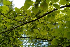 Styrax obassia