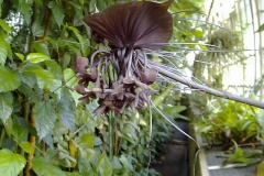 Tacca chantrieri