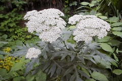 Tanacetum macrophyllum