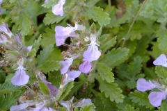 Teucrium scordium