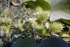 Xanthium strumarium