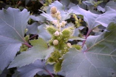 Xanthium italicum