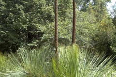 Xanthorrhoea quadrangulata